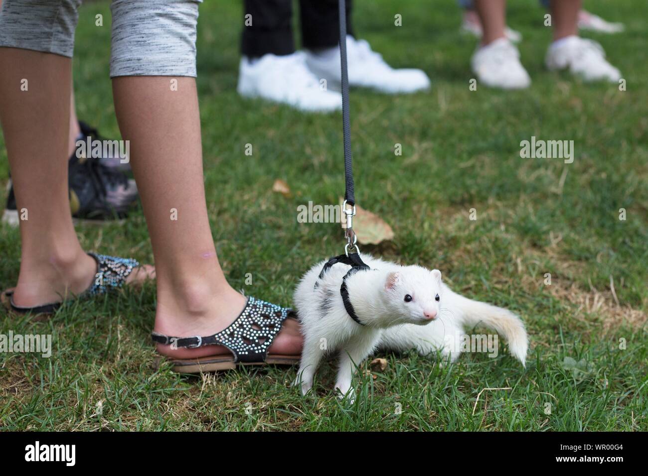 Ferrets High Resolution Stock Photography and Images Alamy
