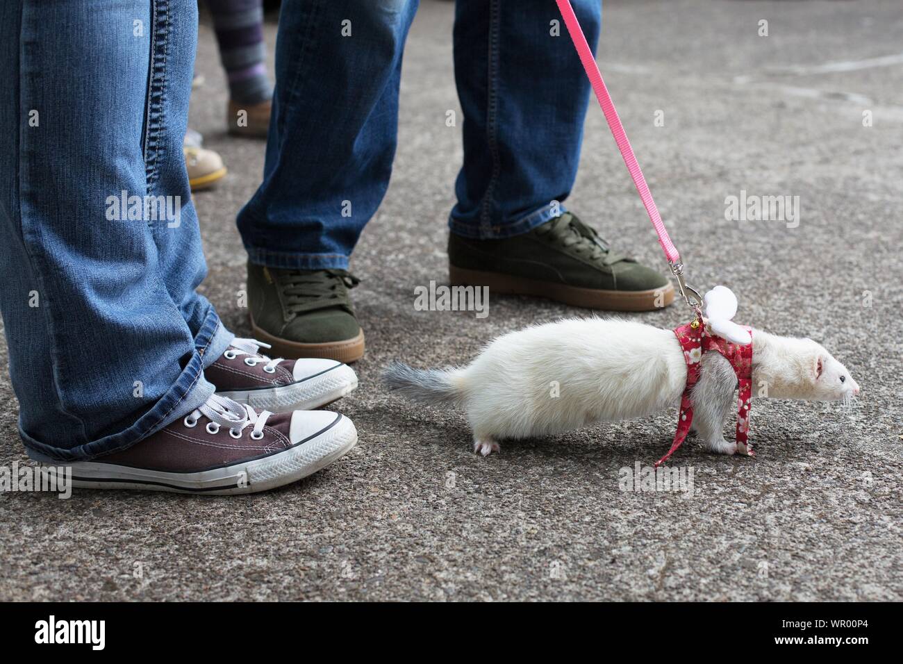 A white ferret on a leash at the Ferret Agility Trials, a fundraiser
