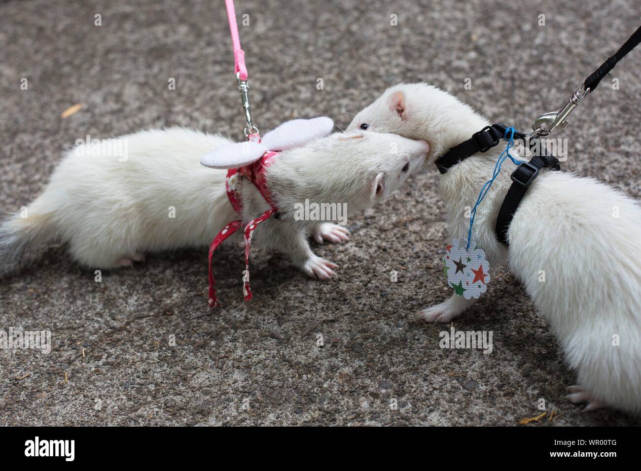 Eugene Ferret High Resolution Stock Photography and Images Alamy