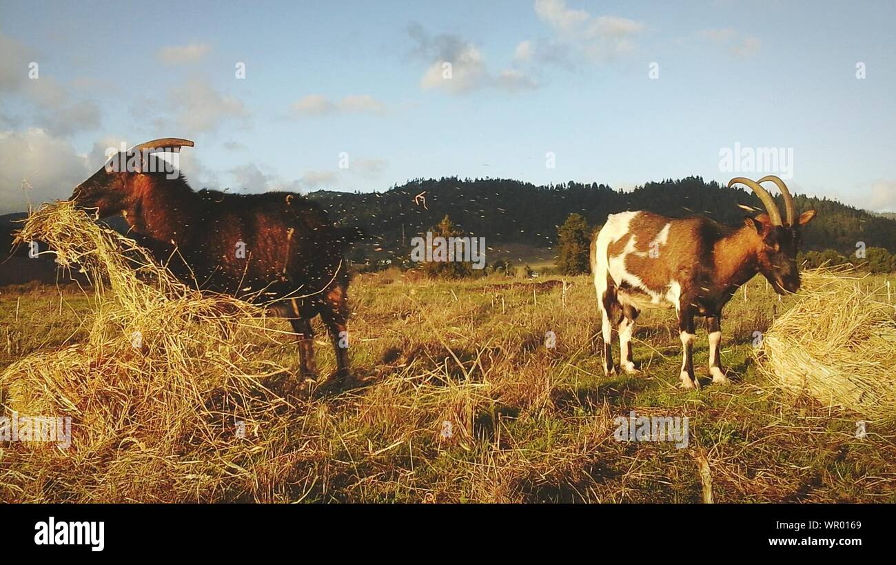 Goats Grazing Grass At Grassy Field Against Sky Stock Photo
