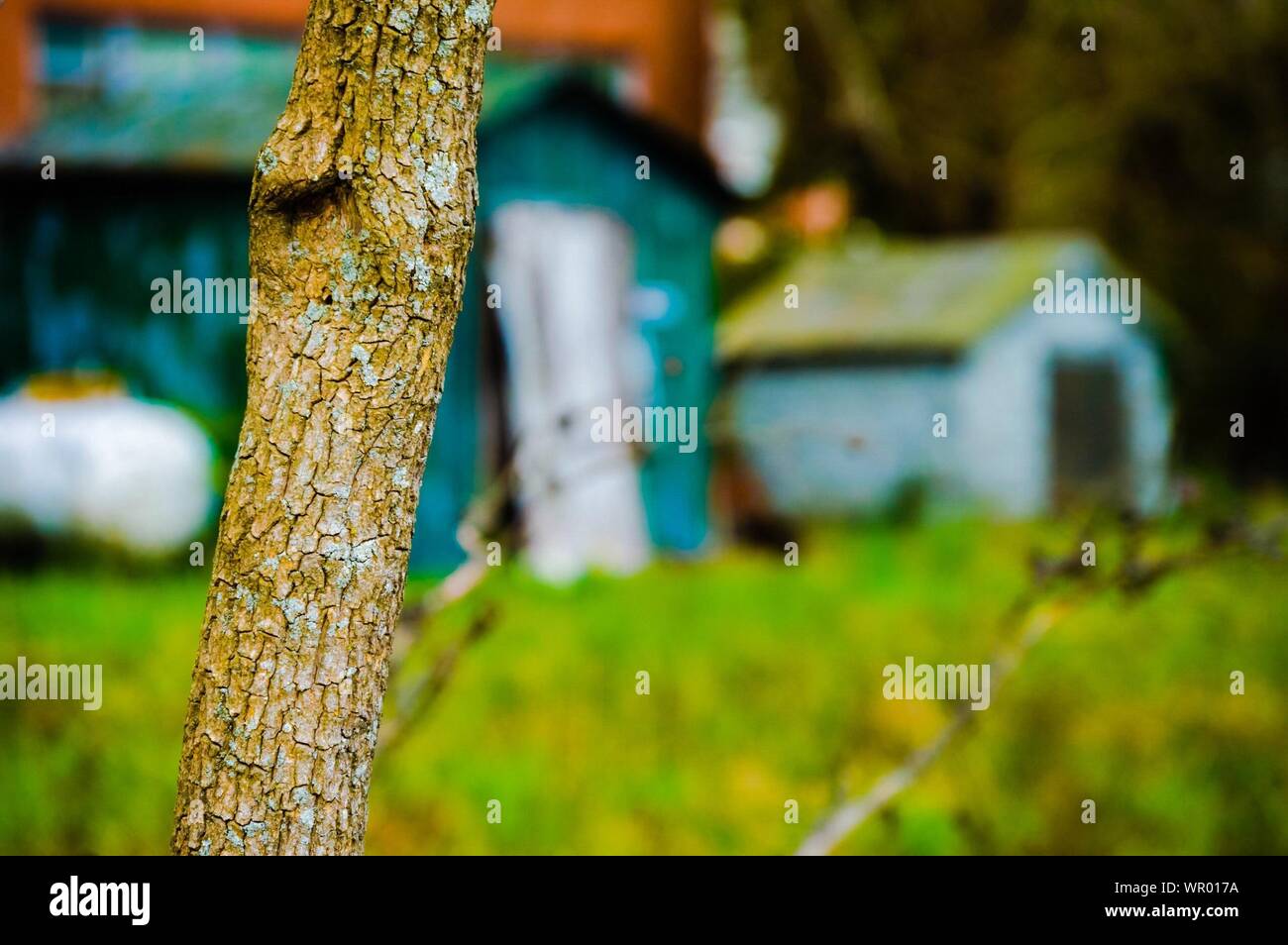 Close-up Of Tree Trunk Against Built Structures Stock Photo
