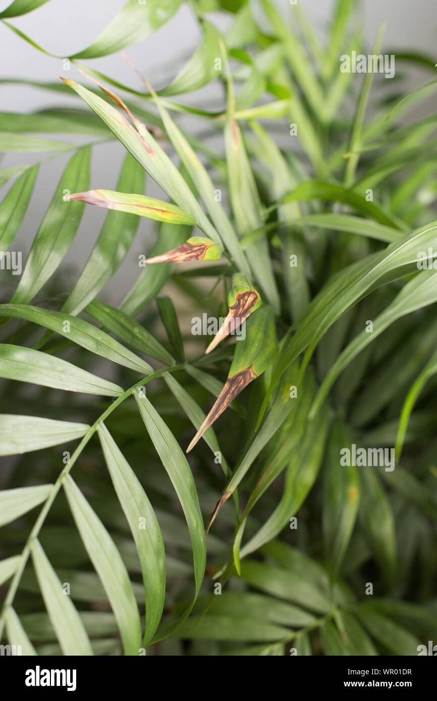 Brown drying leaves on a palm houseplant Stock Photo Alamy
