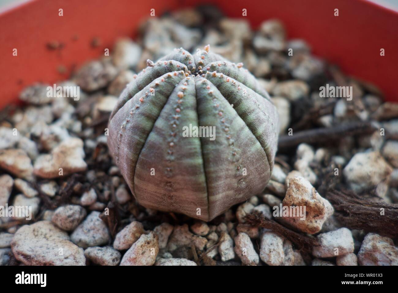 Euphorbia obesa baseball plant Stock Photo Alamy
