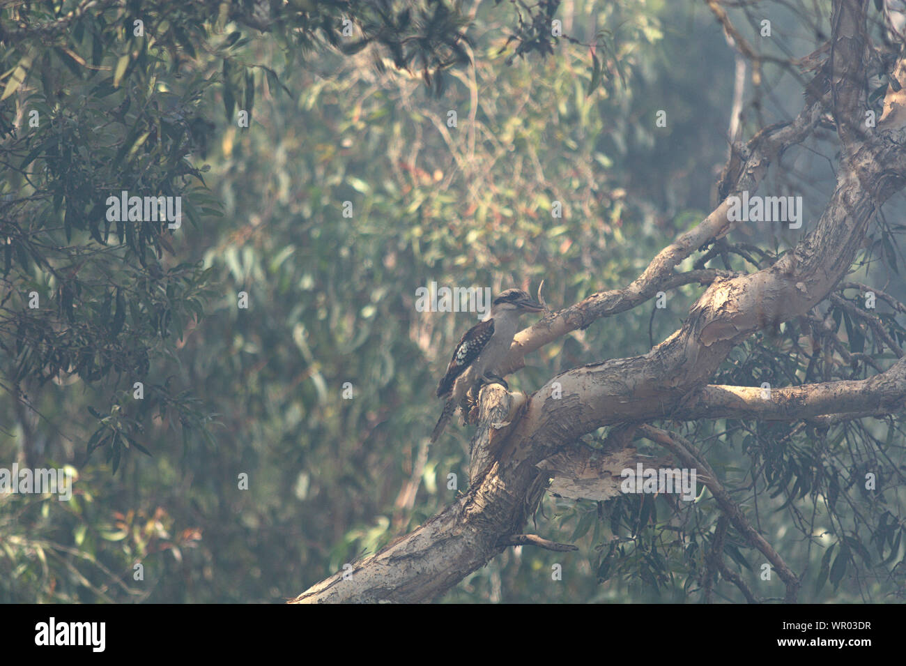 Kookaburra in a tree affected by smoke Stock Photo