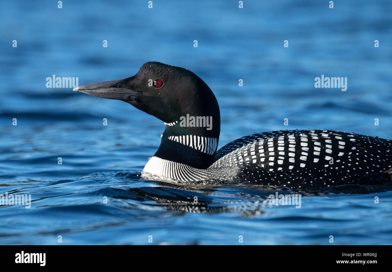 Common Loon in Maine Stock Photo Alamy