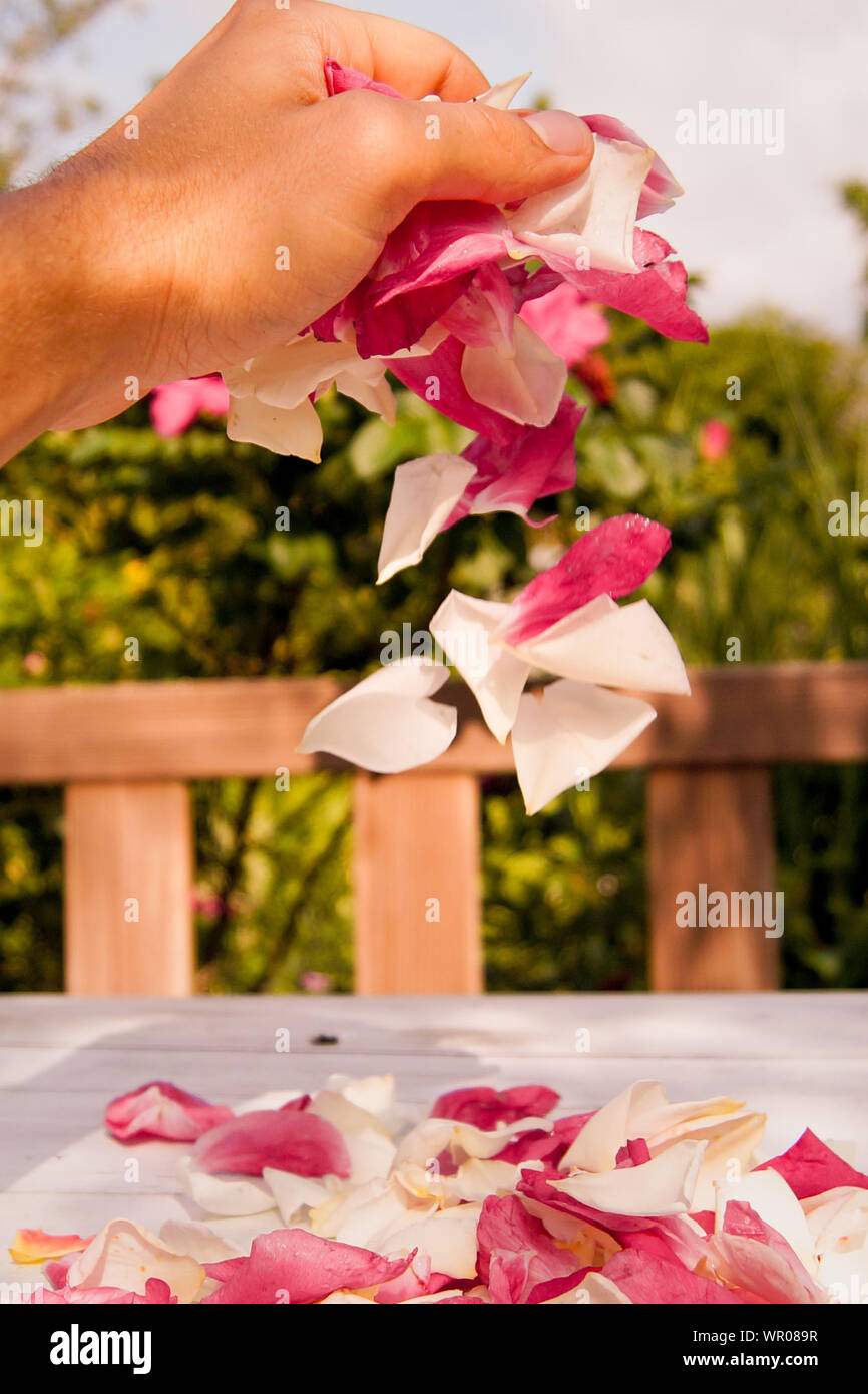 Cropped Hand Dropping Rose Petals On Table At Yard Stock Photo