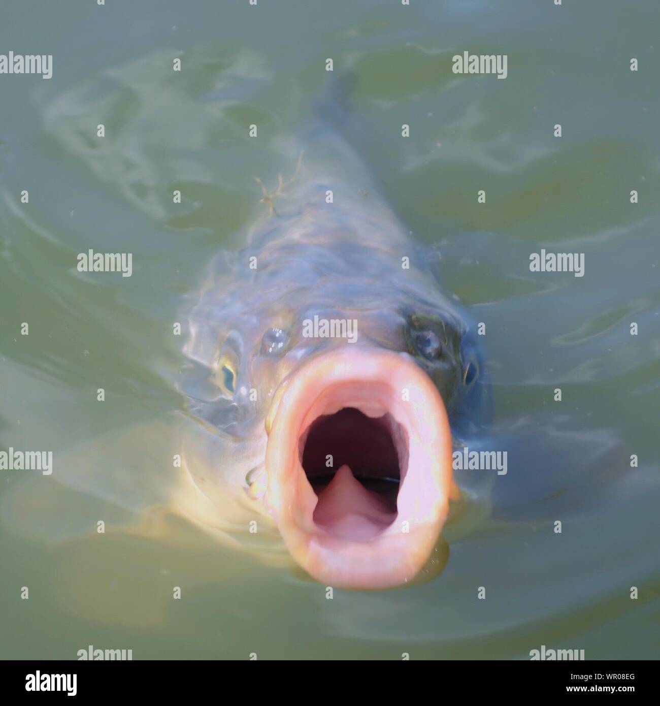Close Up Fish Open Mouth High Resolution Stock Photography and Images