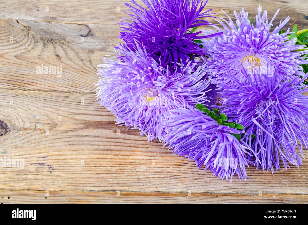 Autumn aster flowers multicolored on wooden background Stock Photo