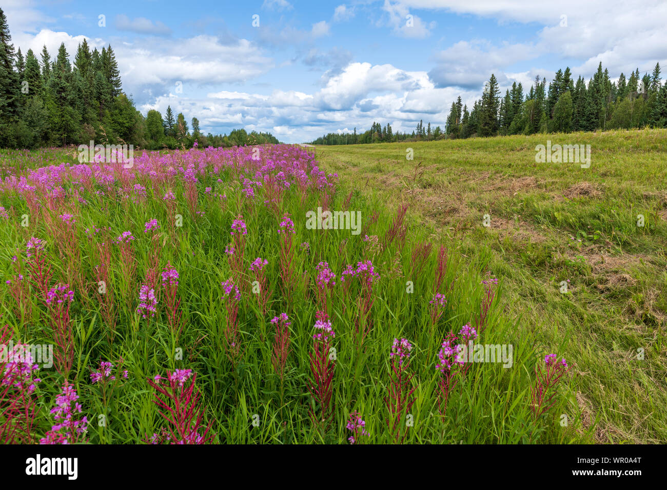 Fireweed blooms along the Alaska Highway in British Columbia, Canada Stock Photo