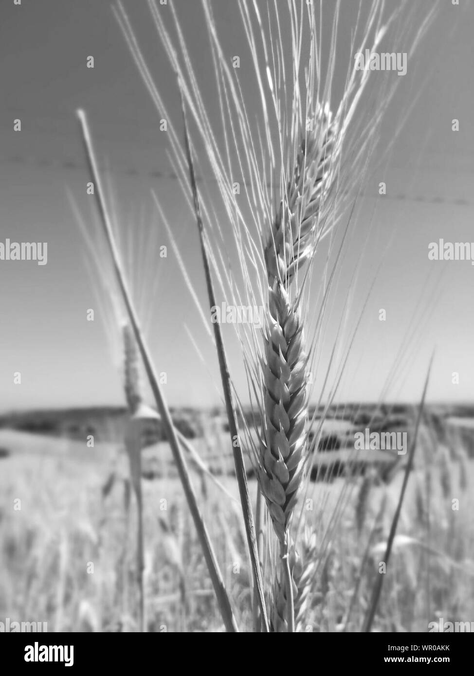 Close-up Of Wheat Ear Stock Photo