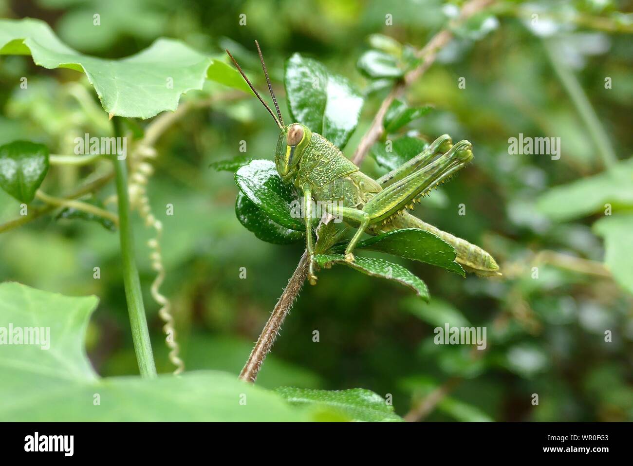 Close-up Of Grasshopper On Plant At Field Stock Photo