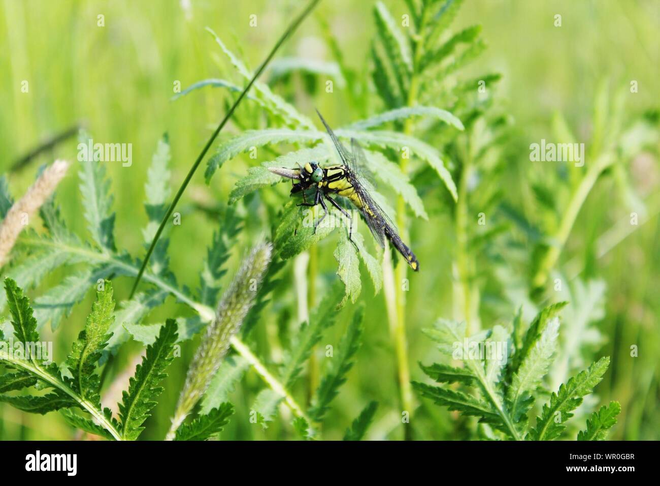 Dragonfly Eating Bug On Plant Stock Photo