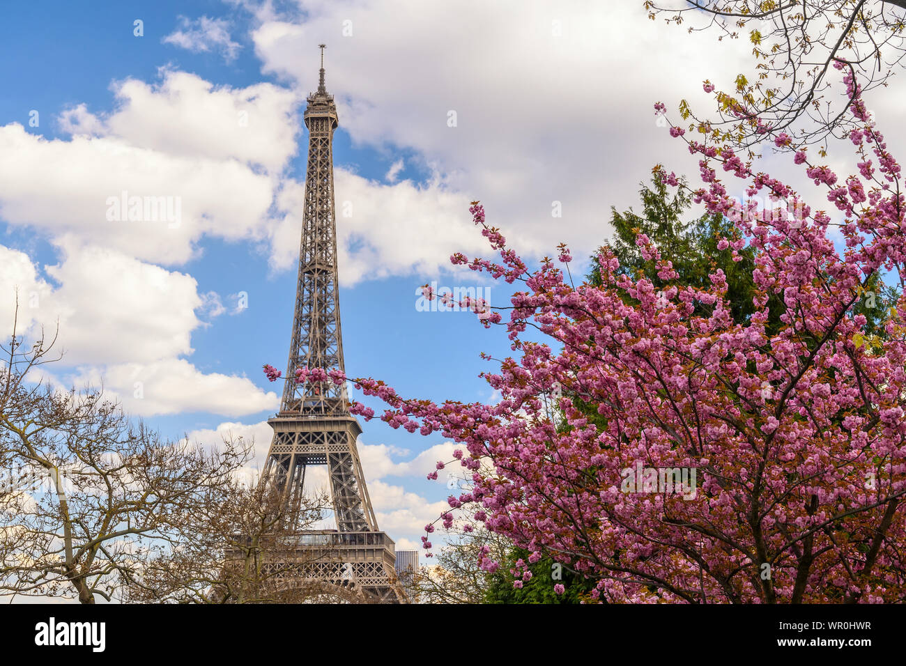 Paris France city skyline at Eiffel Tower with spring cherry blossom flower Stock Photo