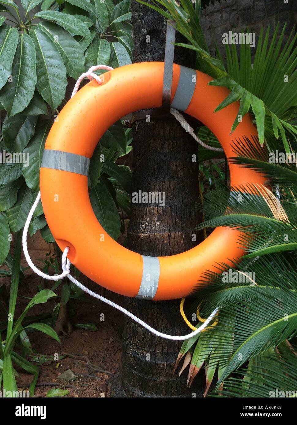 Hanging palm hires stock photography and images Alamy