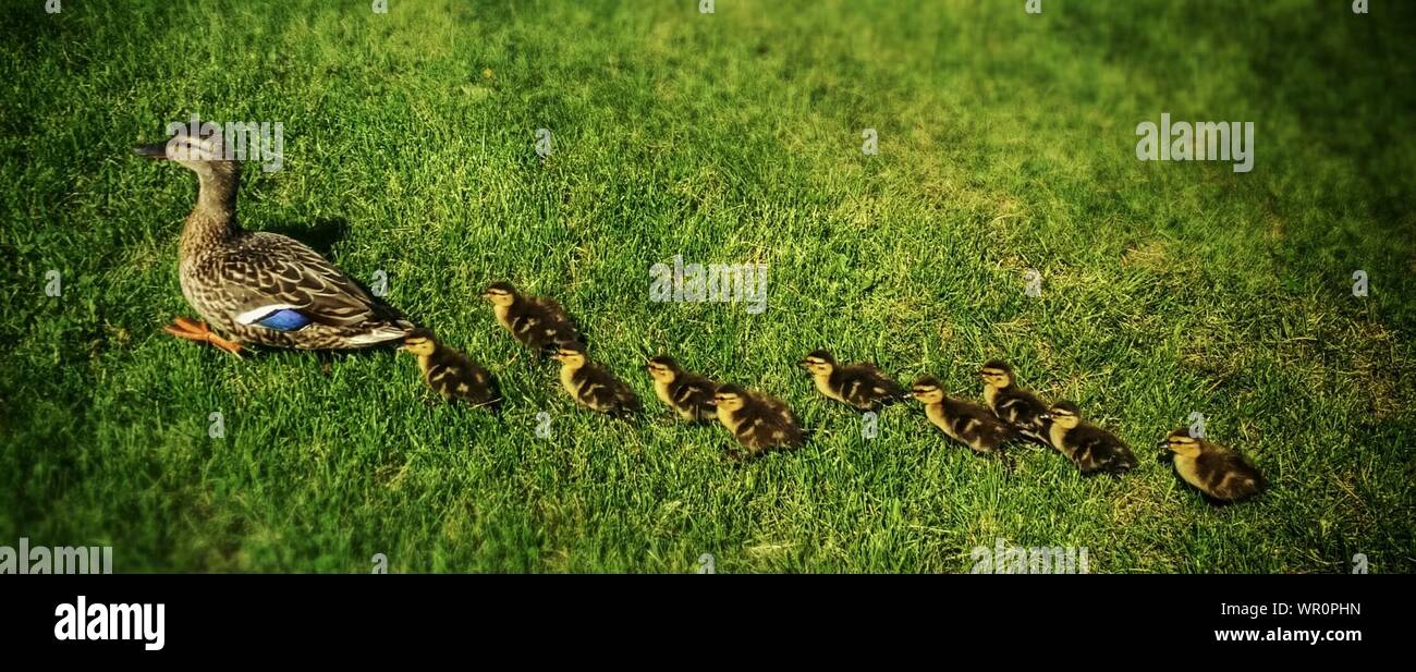 Ducklings with duck hires stock photography and images Alamy