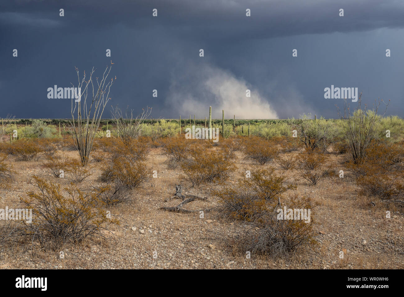 Thunderstorm outflow winds kick up a plume of dust over the Sonoyta Valley in Organ Pipe Cactus National Monument, Pima County, Arizona, USA Stock Photo