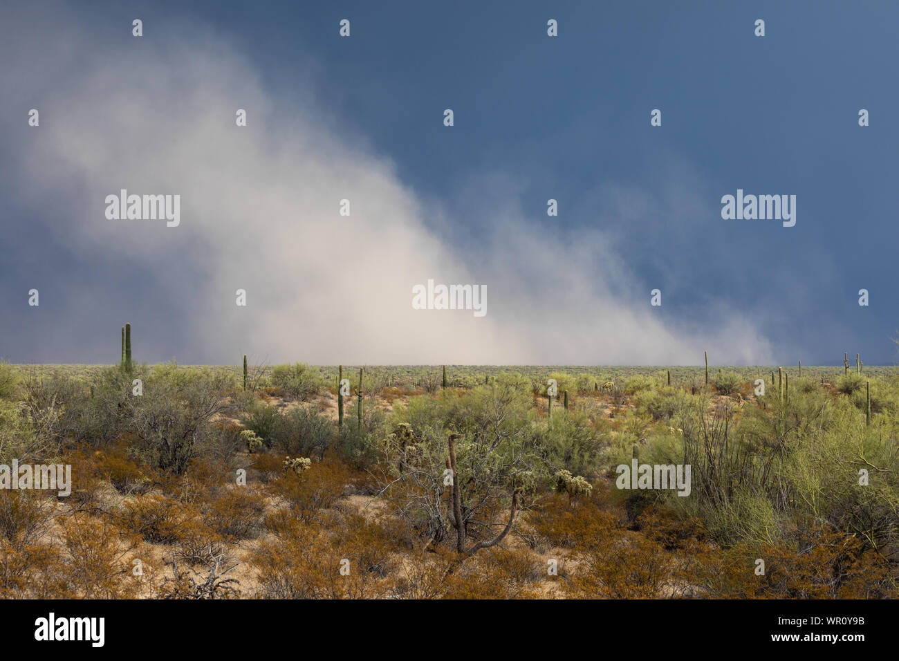 Thunderstorm outflow winds kick up a plume of blowing dust over the Sonoyta Valley in Organ Pipe Cactus National Monument, Pima County, Arizona, USA Stock Photo