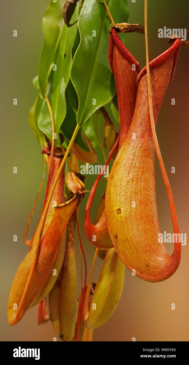 The unusual and beautifully shaped blooms that create the perfect natural pitcher. Stock Photo