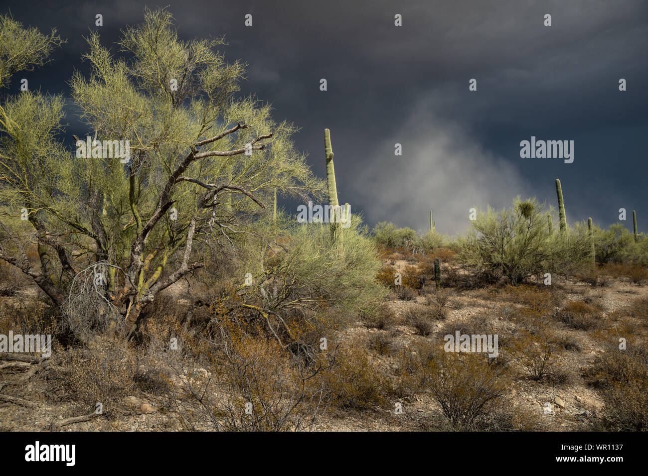 Thunderstorm outflow winds kick up a plume of blowing dust over the Sonoyta Valley in Organ Pipe Cactus National Monument, Pima County, Arizona, USA Stock Photo
