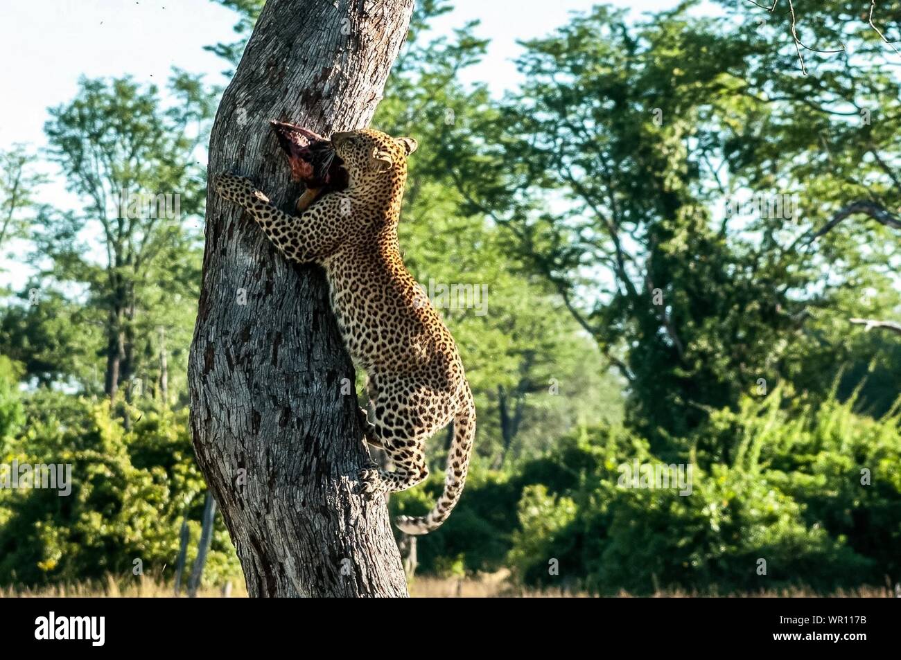 Jaguar climbing tree hires stock photography and images Alamy