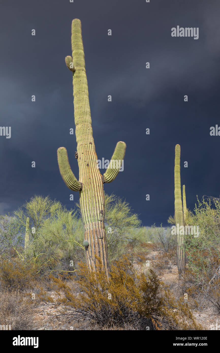Dark and stormy skies form an ominous backdrop behind a tall Saguaro Cactus in Organ Pipe Cactus National Monument, Pima County, Arizona, USA Stock Photo