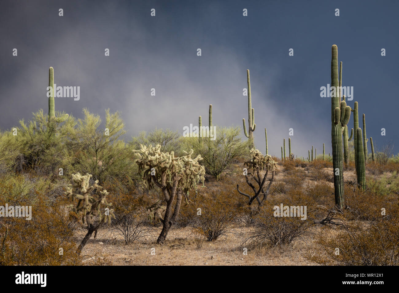 Blowing dust obscures dark clouds as a monsoon thunderstorm moves through Organ Pipe Cactus National Monument, Pima County, Arizona, USA Stock Photo