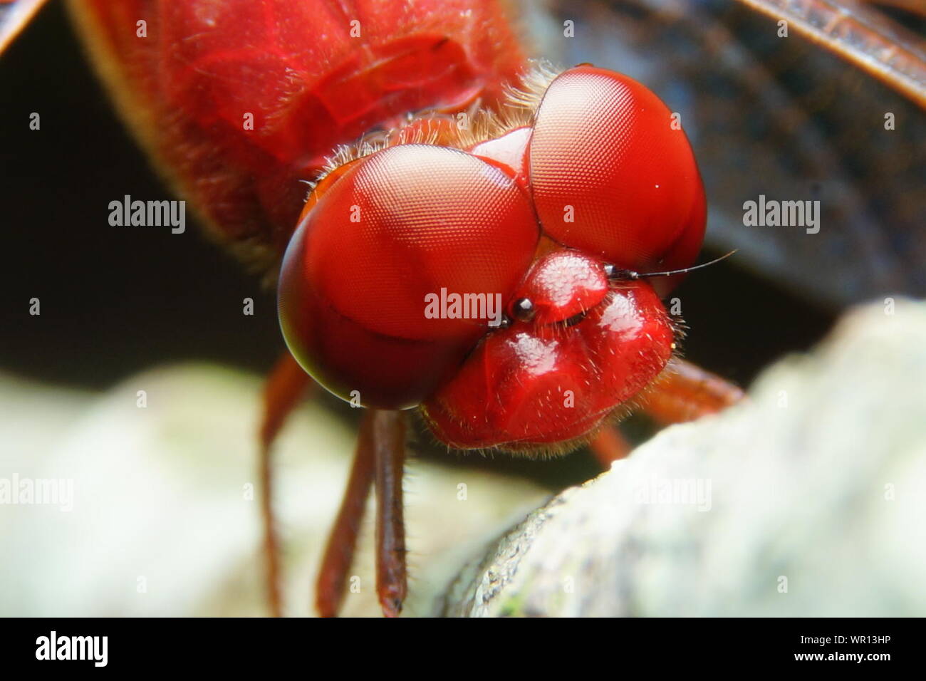 Macro Close-up Of Red-veined Darte Dragonfly Stock Photo