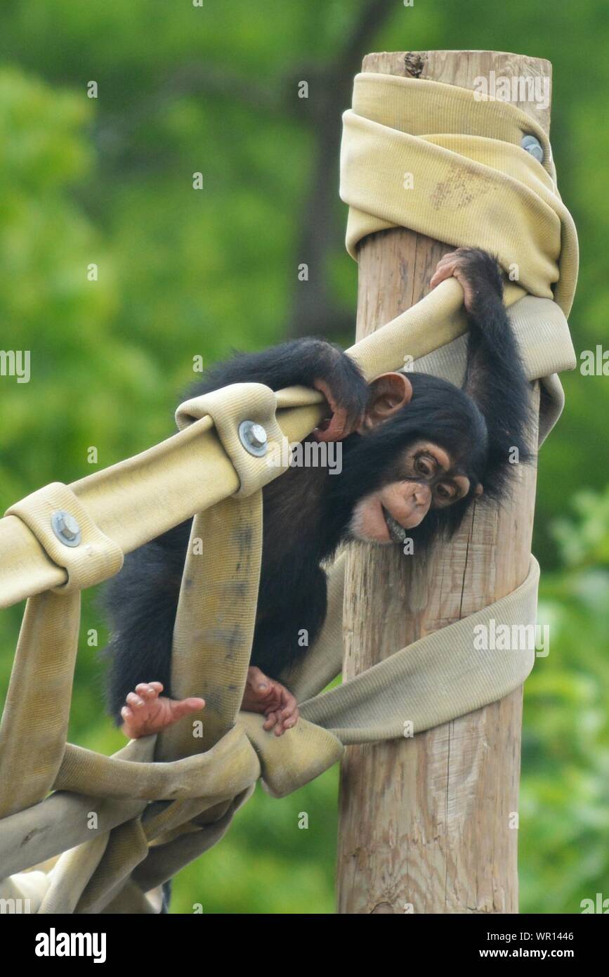 Monkey climbing hires stock photography and images Alamy