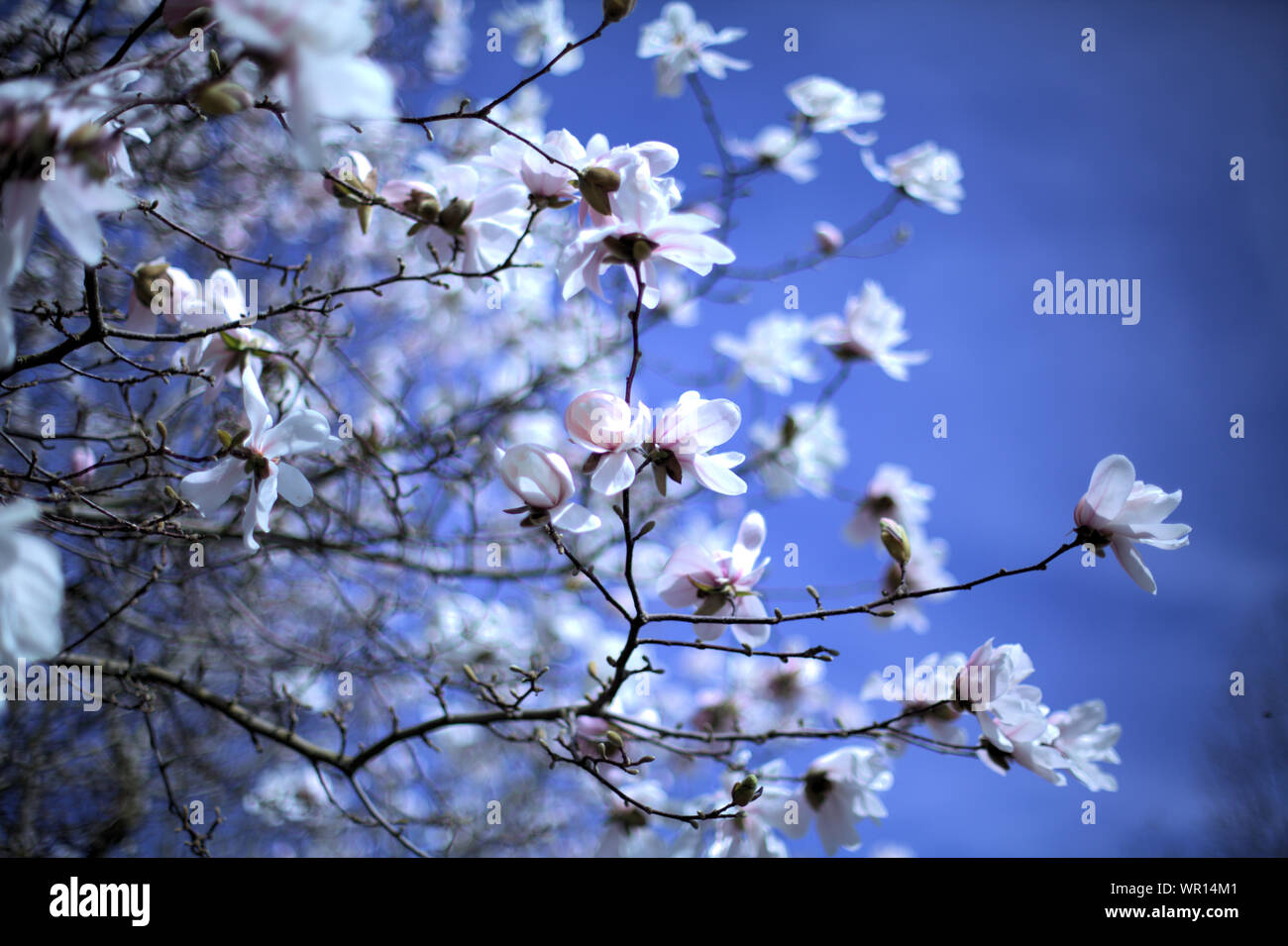 White magnolia flower branches in bloom with a blue sky background, in pale spring afternoon light, in Wilsonville, Oregon, USA Stock Photo