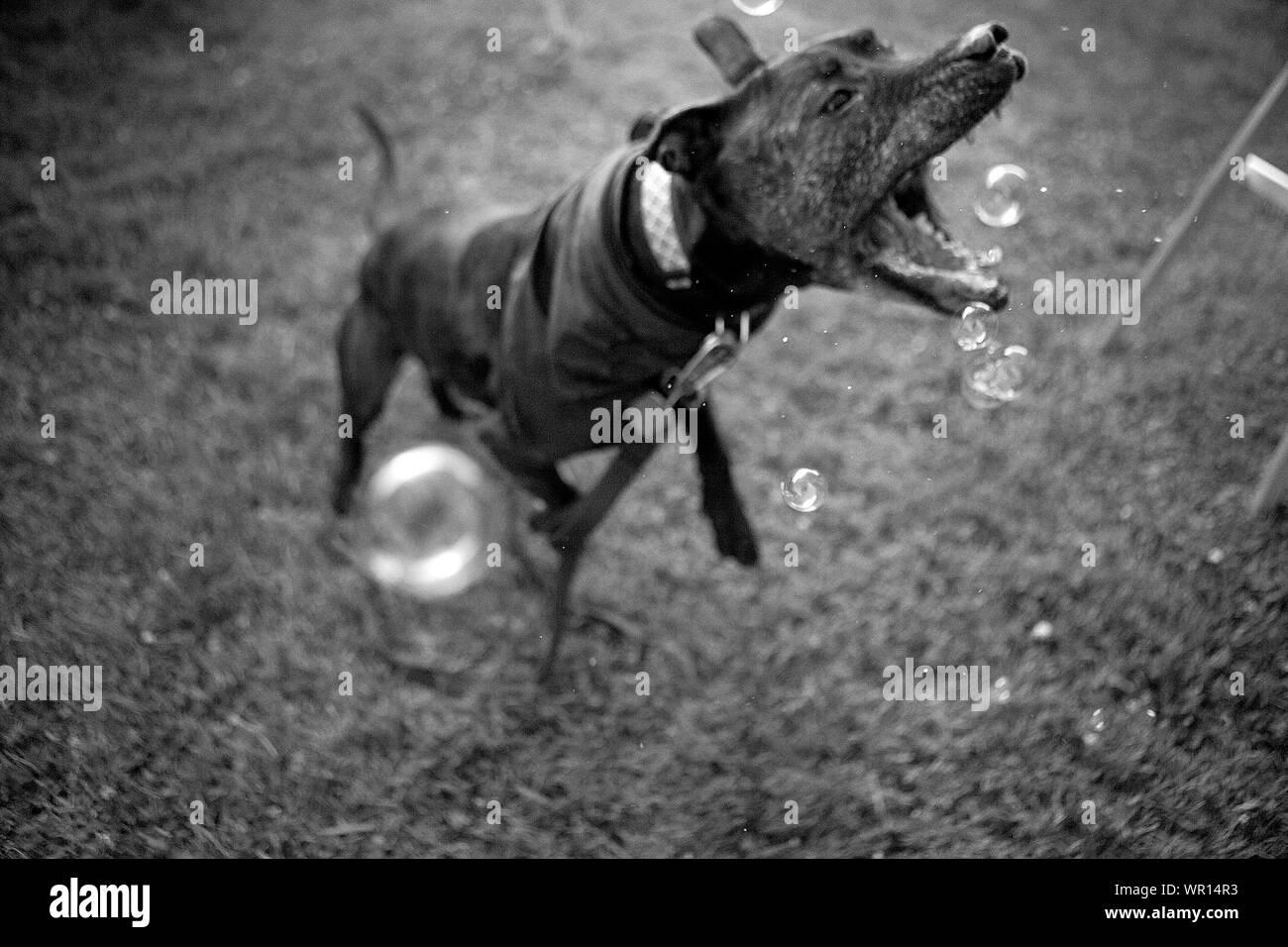 Black Dog Barking Black and White Stock Photos & Images Alamy