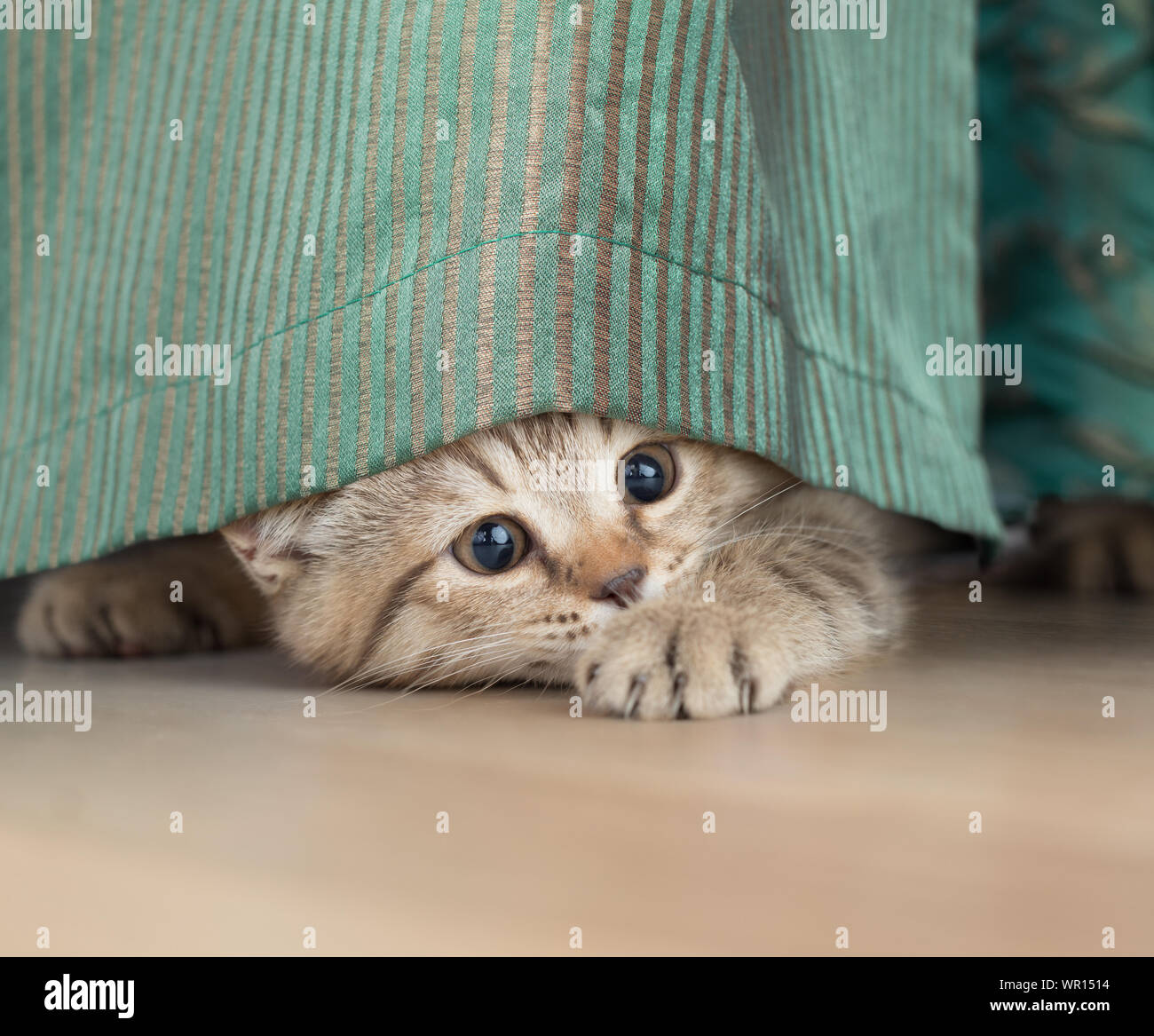 funny cat stealing under green portiere Stock Photo