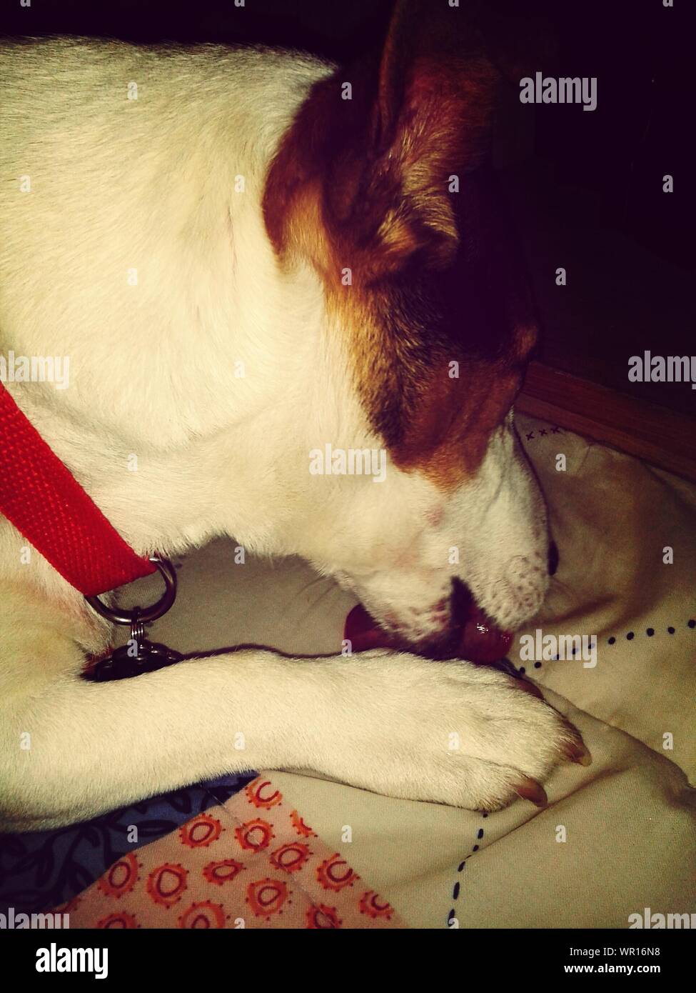 licking-its-leg-high-resolution-stock-photography-and-images-alamy