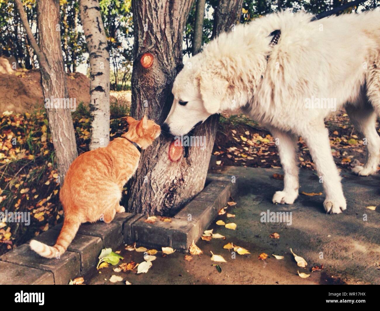 Dog And Cat Smelling Tree Stock Photo Alamy