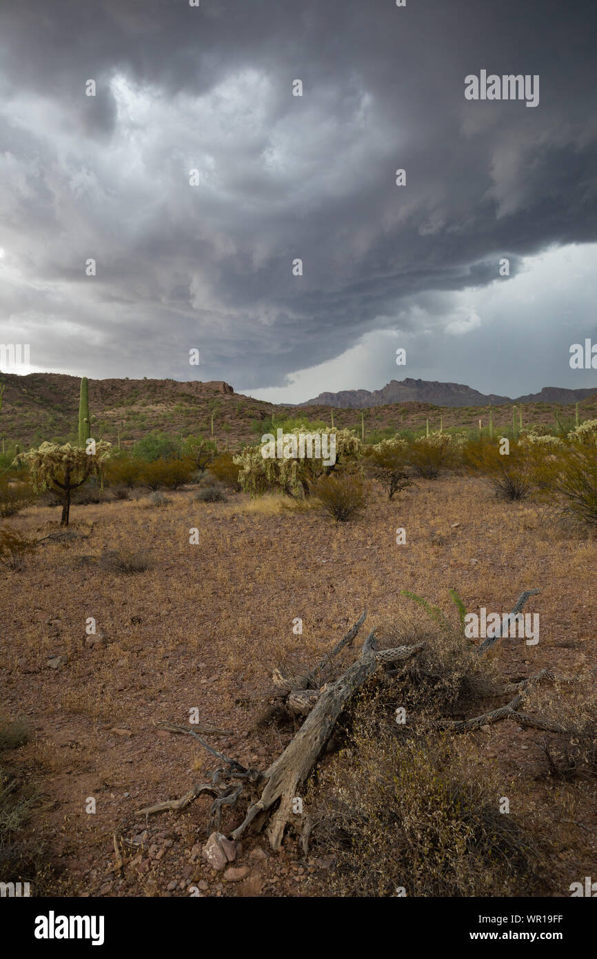 A dark shelf cloud forms at the leading edge of a thunderstorm over the Ajo Mountains in Organ Pipe Cactus National Monument, Pima County, Arizona, US Stock Photo