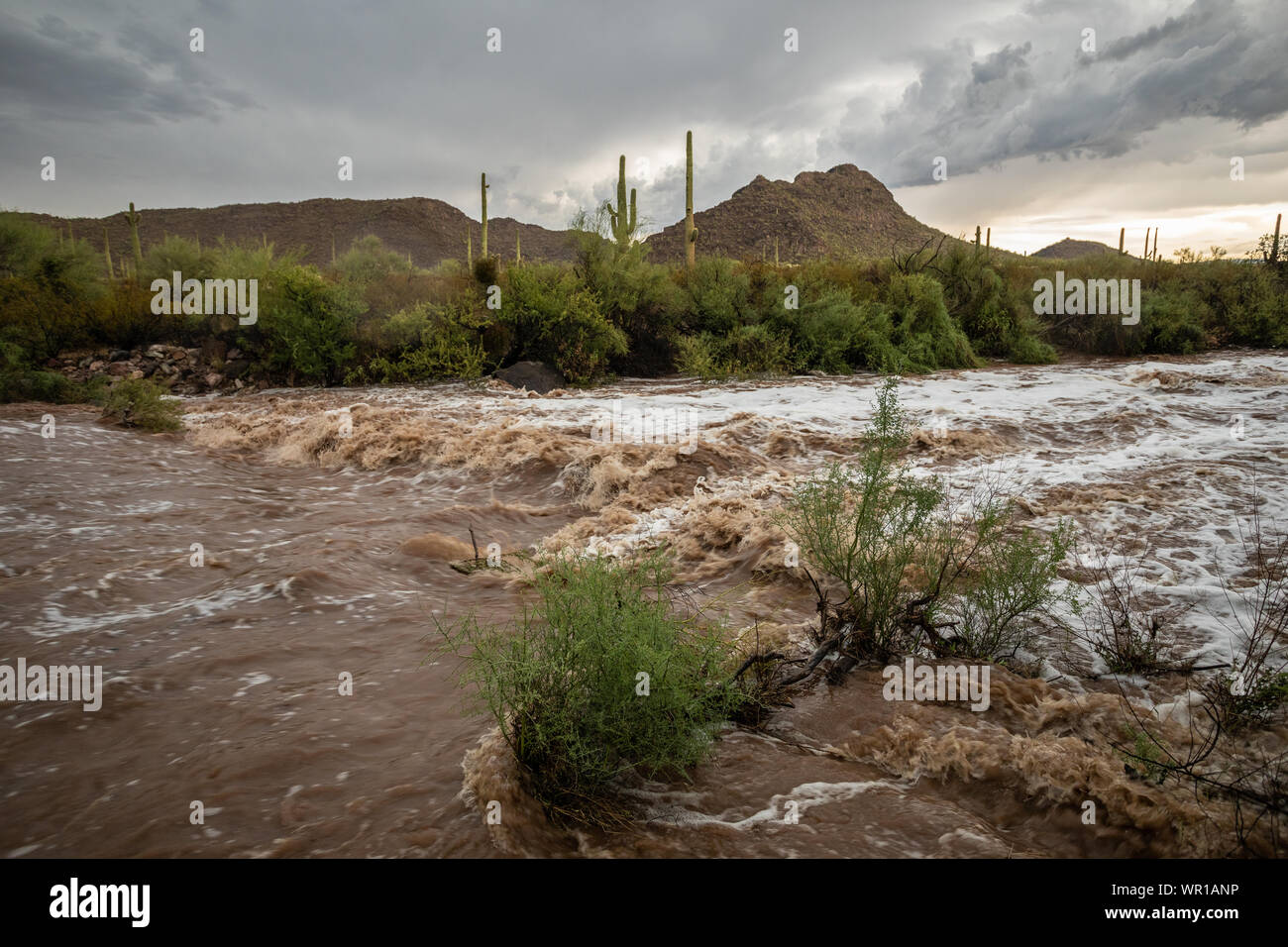 Flash flooding on a desert arroyo after a strong Monsoon Season thunderstorm in Organ Pipe Cactus National Monument, Pima County, Arizona, USA Stock Photo