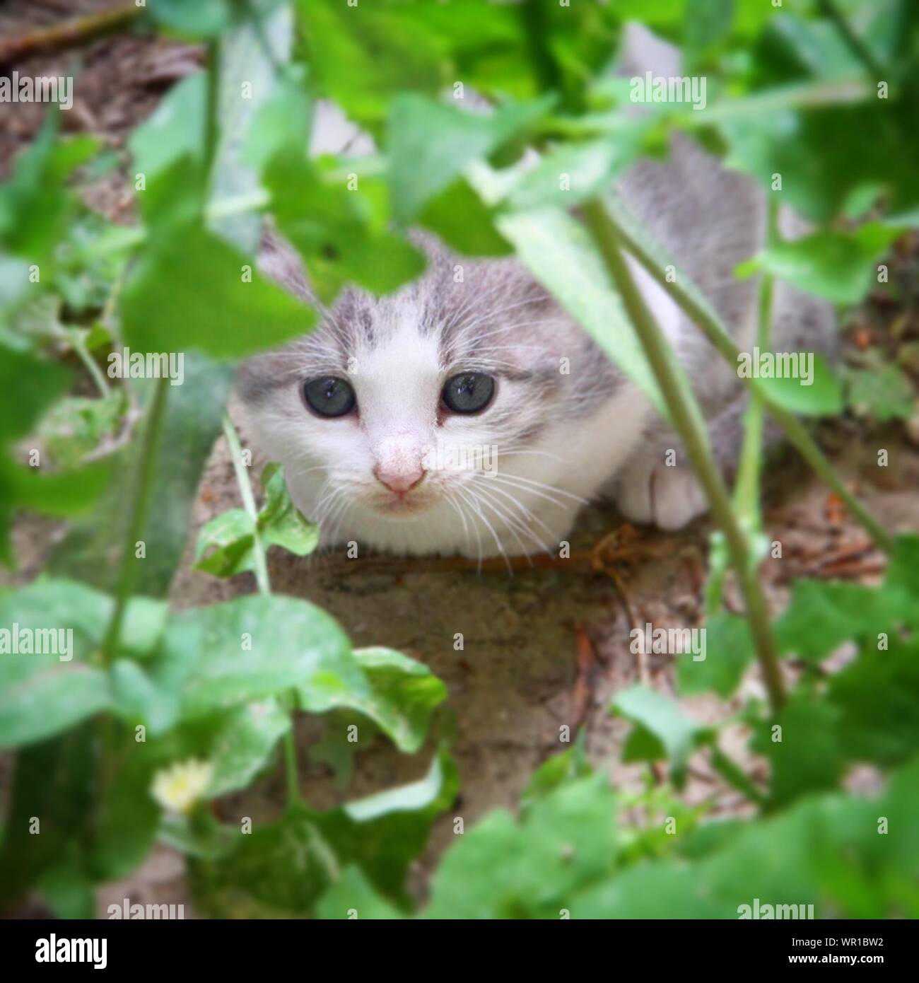 Kitten hiding hires stock photography and images Alamy