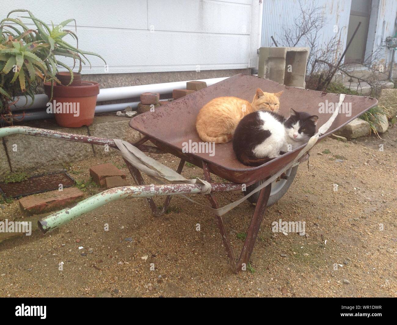 Domestic cat wheelbarrow hi-res stock photography and images - Alamy