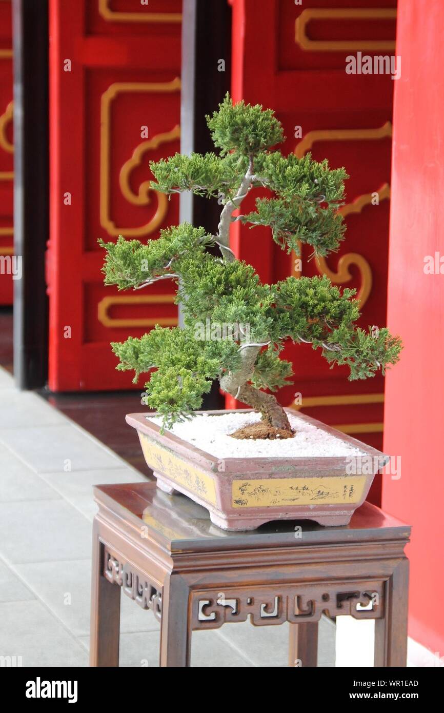 Bonsai Tree Growing Outside House Stock Photo Alamy