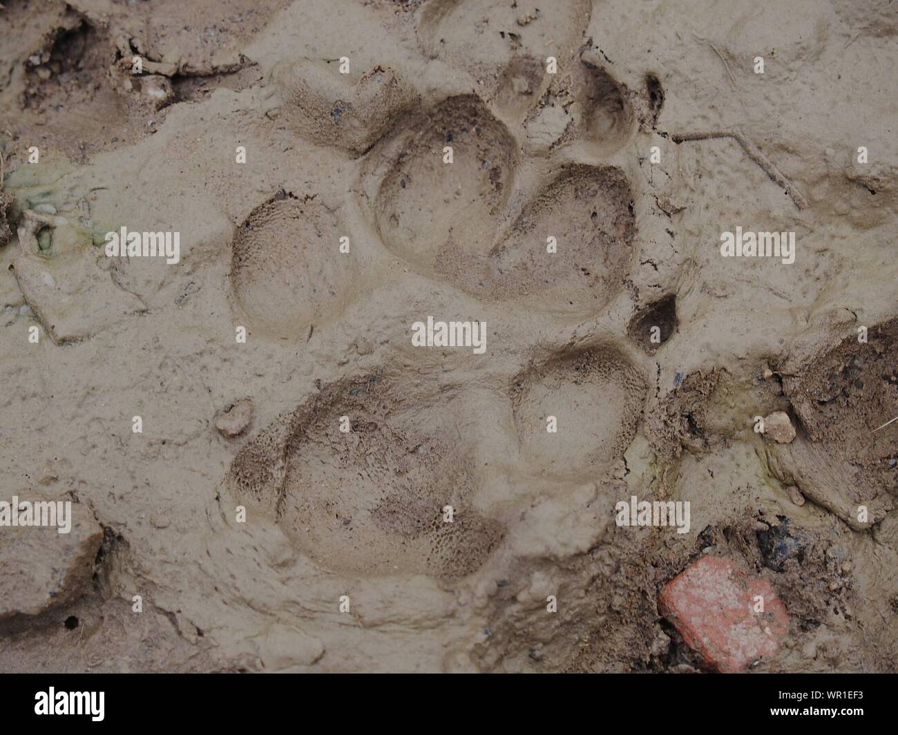 Muddy Paw Print High Resolution Stock Photography and Images Alamy