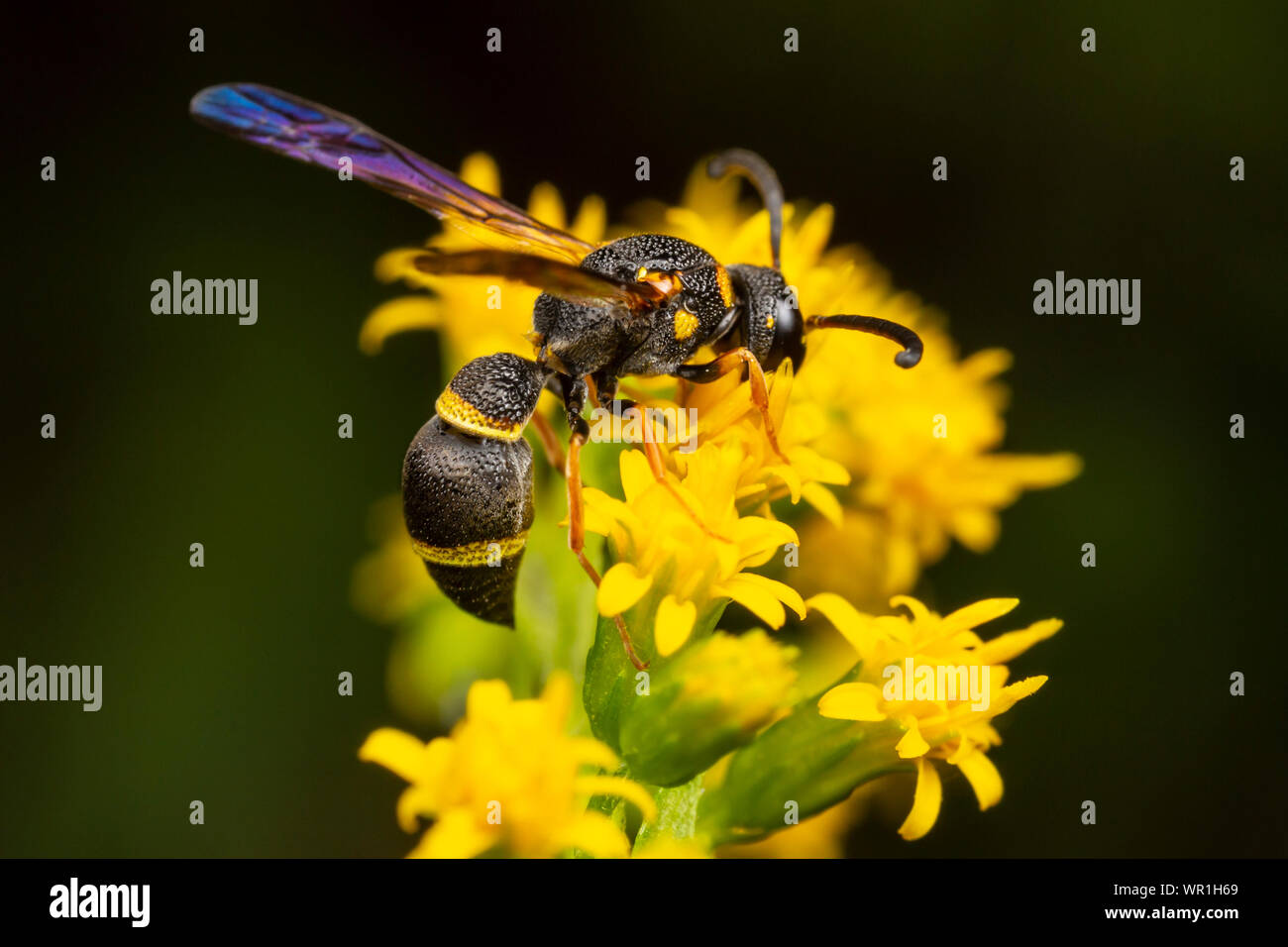 A Potter Wasp (Parancistrocerus perennis) searches for nectar on a Goldenrod flower. Stock Photo