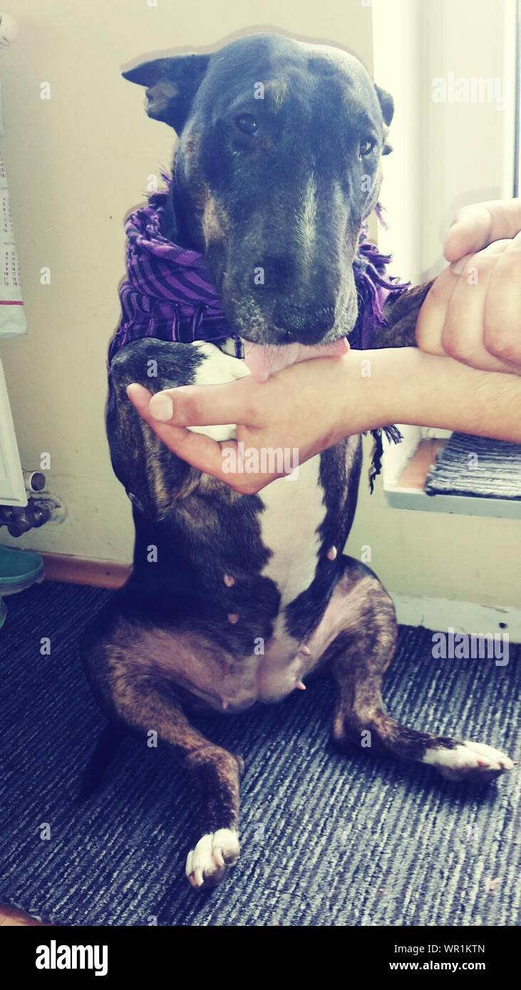 Female licking hires stock photography and images Alamy