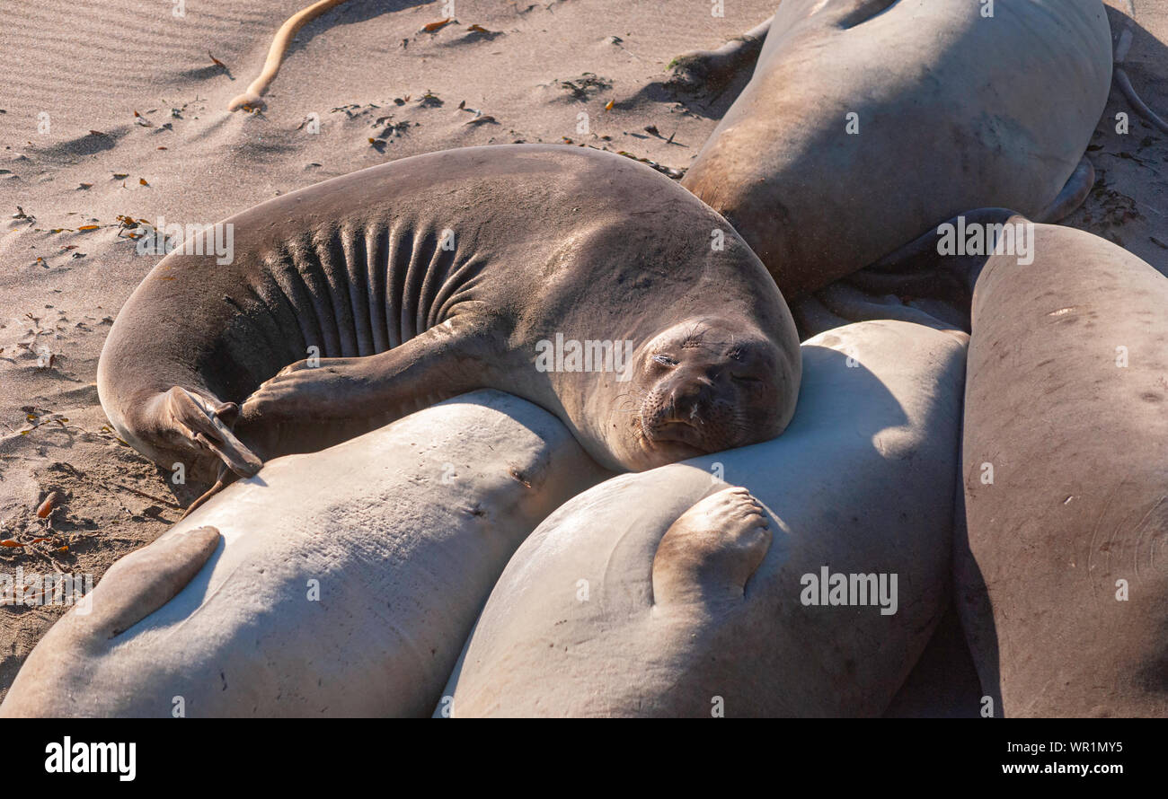 an elephant seal curled up in the sun on a central california beach with its head on another seal's stomach Stock Photo