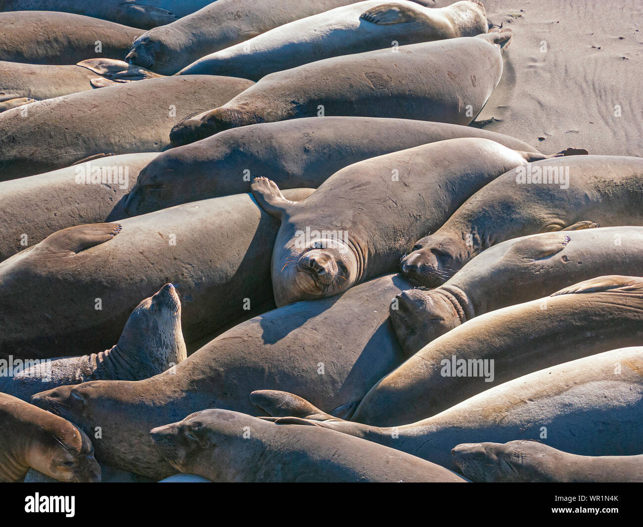 part of a breeding colony of northern elephant seals packed together like sardines on a central california beach Stock Photo