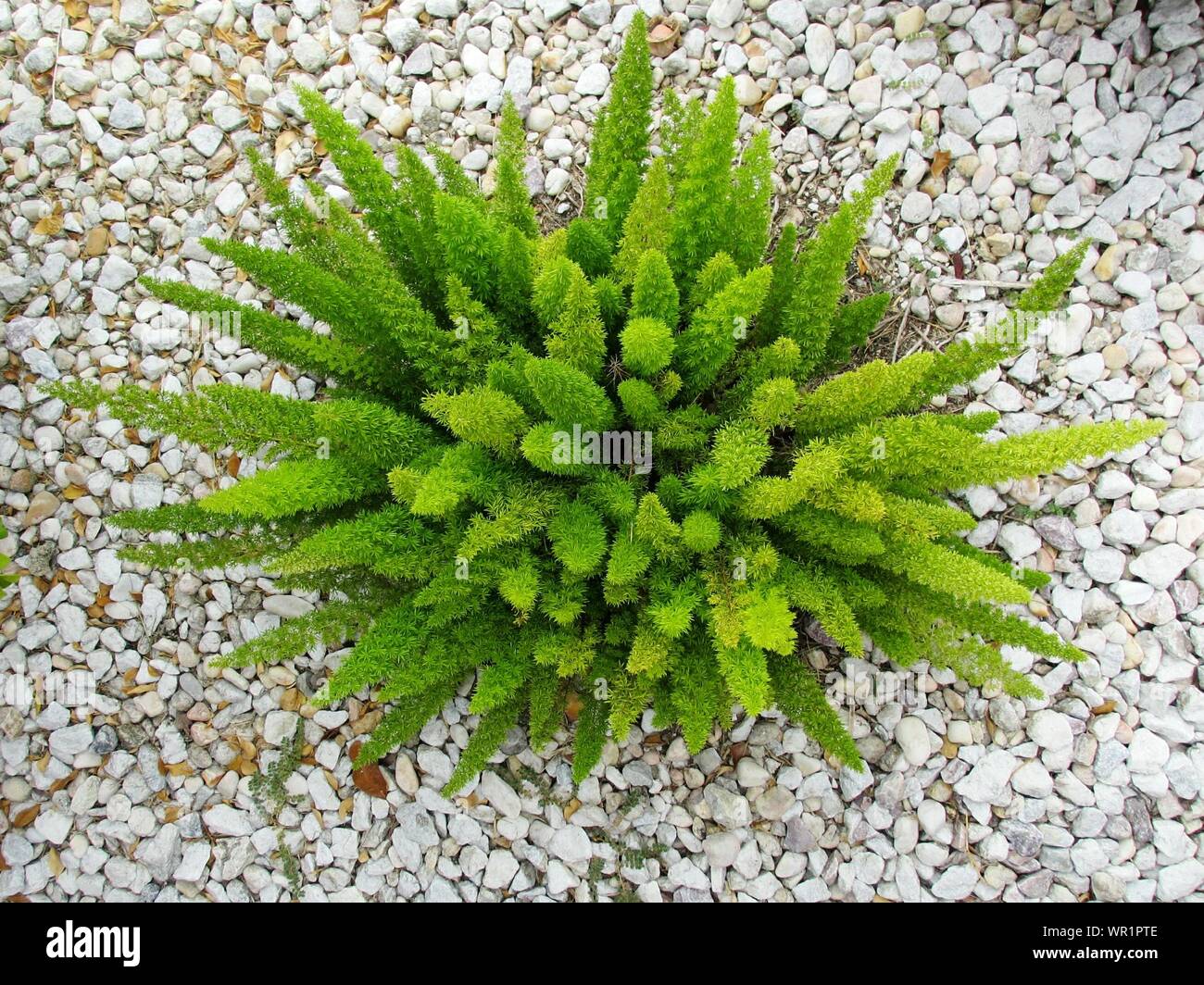 Growing in pebbles hires stock photography and images Alamy