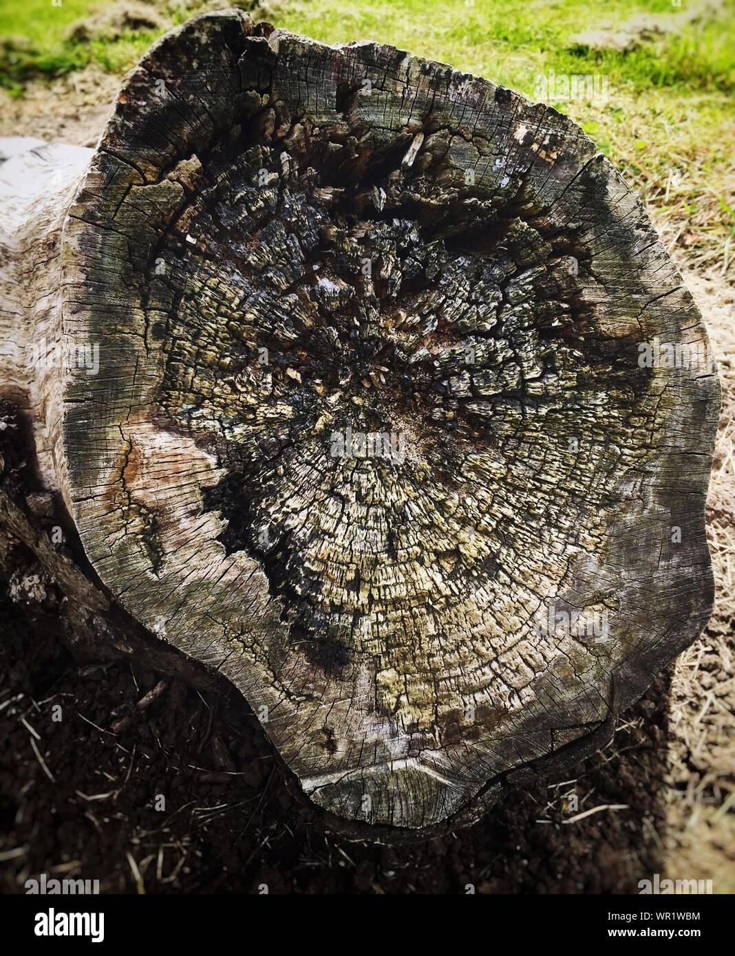 Close-up Of Old Tree Stump Stock Photo