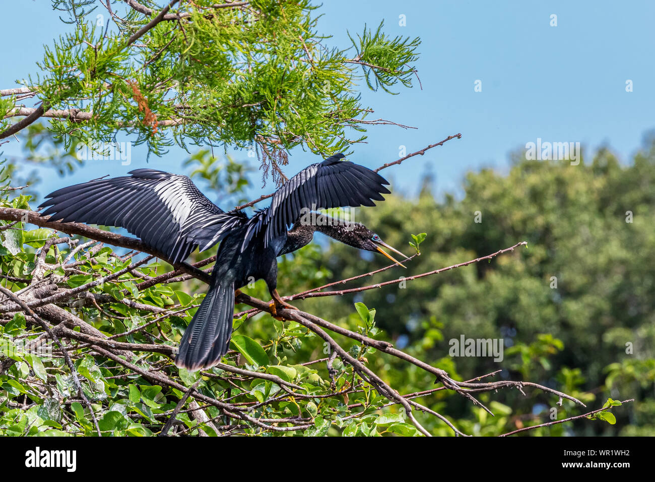 Anhinga at Wakodahahtchee Wetlands during nesting season Stock Photo