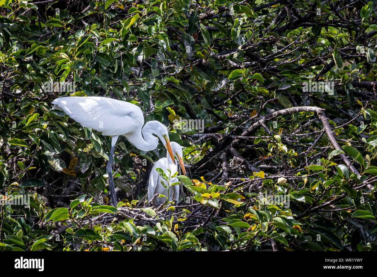 Great Egrett couple guarding their nest Stock Photo