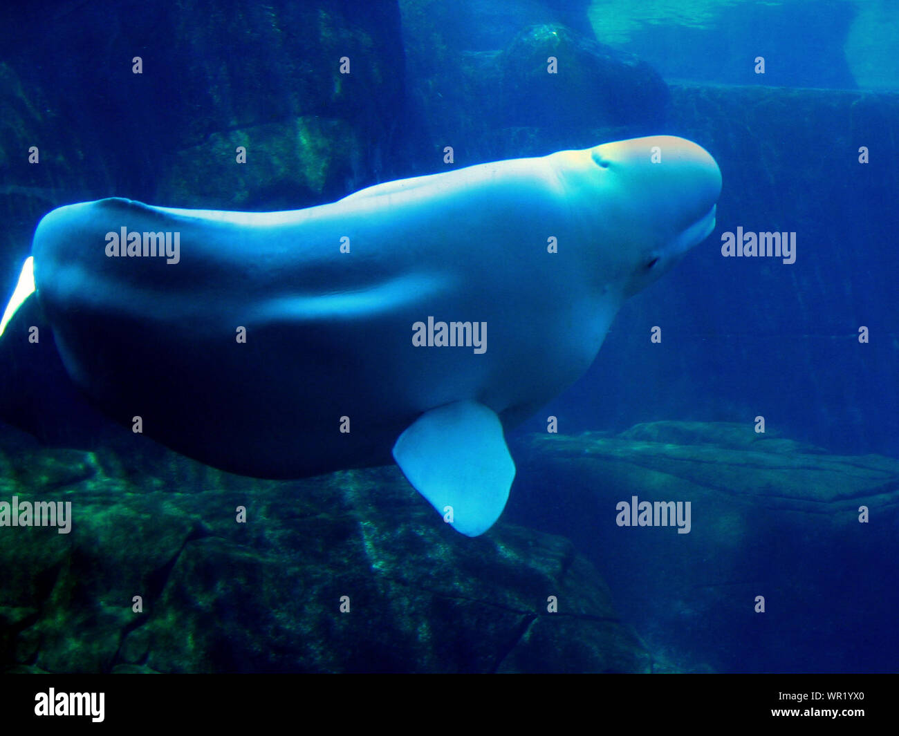 Wild Planet Neuware wunderschöner Wal Beluga ca 30cm lang 