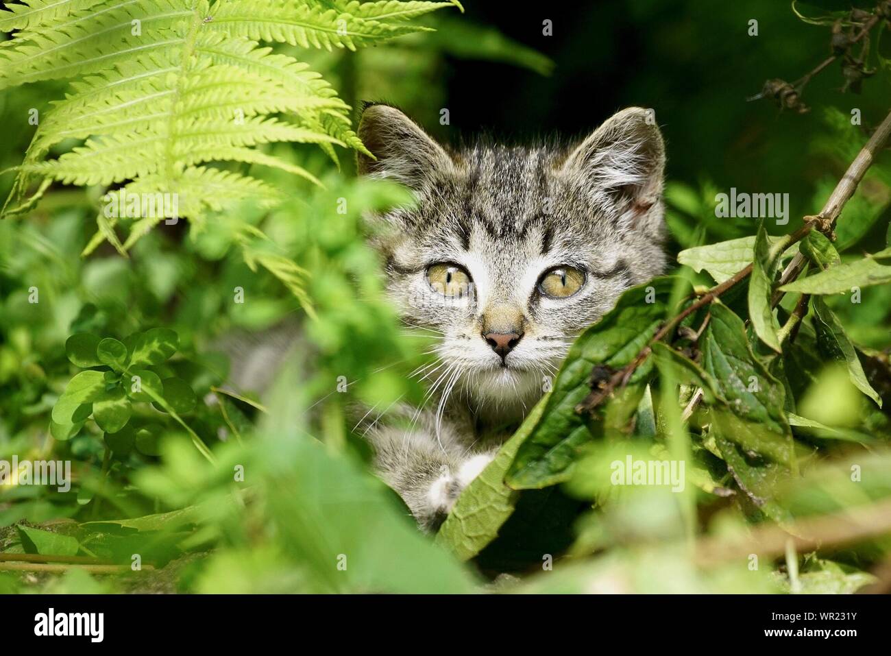 Cat in leaves hi-res stock photography and images - Alamy