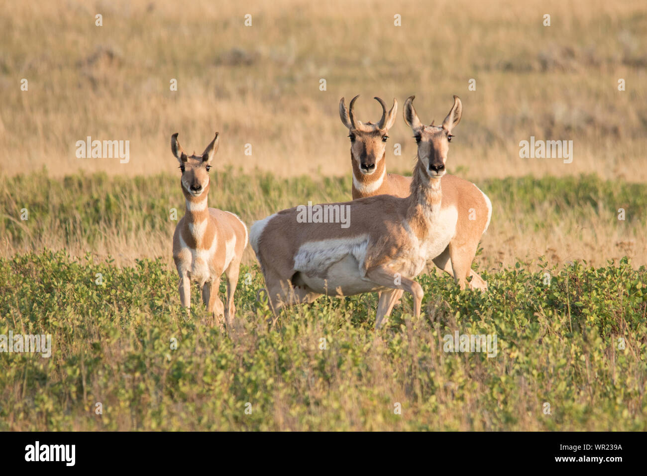 Pronghorn Antelope family Stock Photo